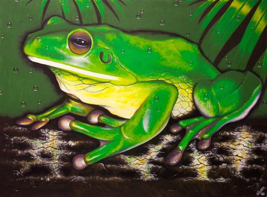 WHITE LIP GREEN TREE FROG. tree frog pictures. WHITE LIP GREEN TREE FROG.
